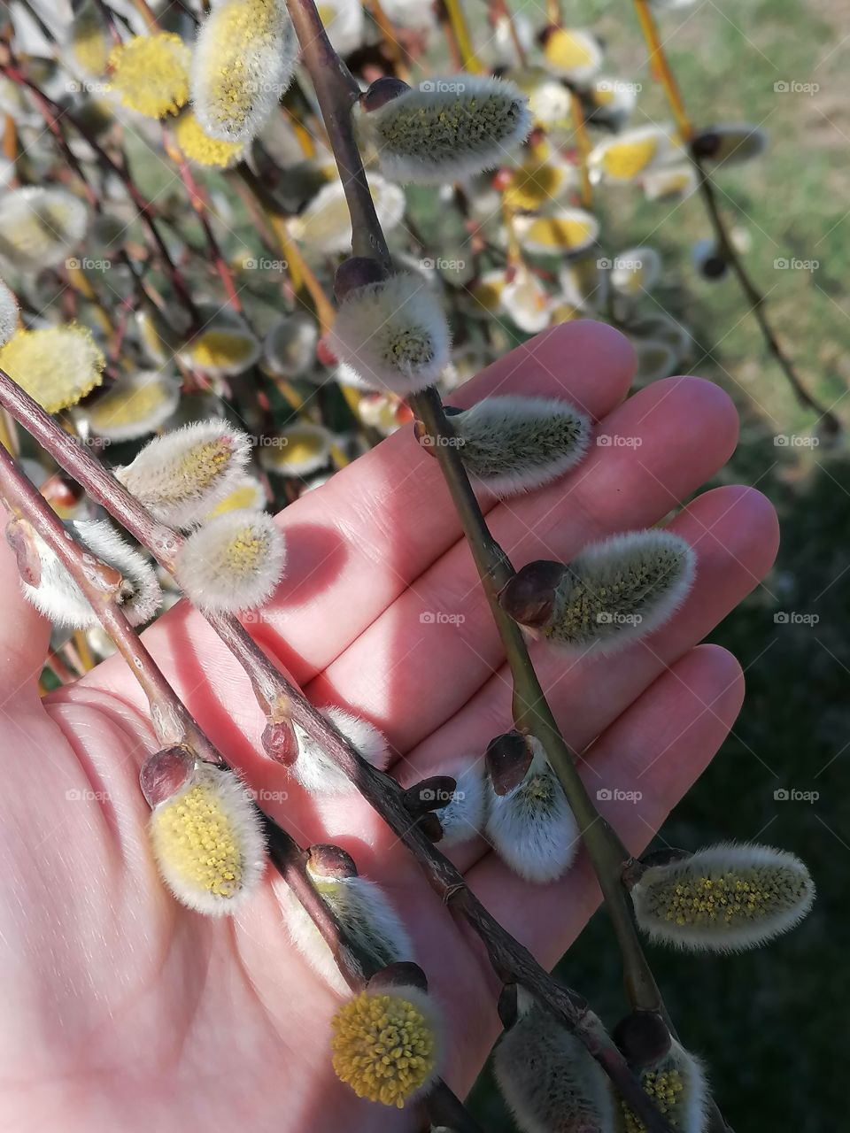 Pussy willow - this is how we popularly call this plant, in fact it belongs to the genus of willow of the willow family. The peculiarity of the pussy willow is that it blooms very first, therefore it is a sign of spring.