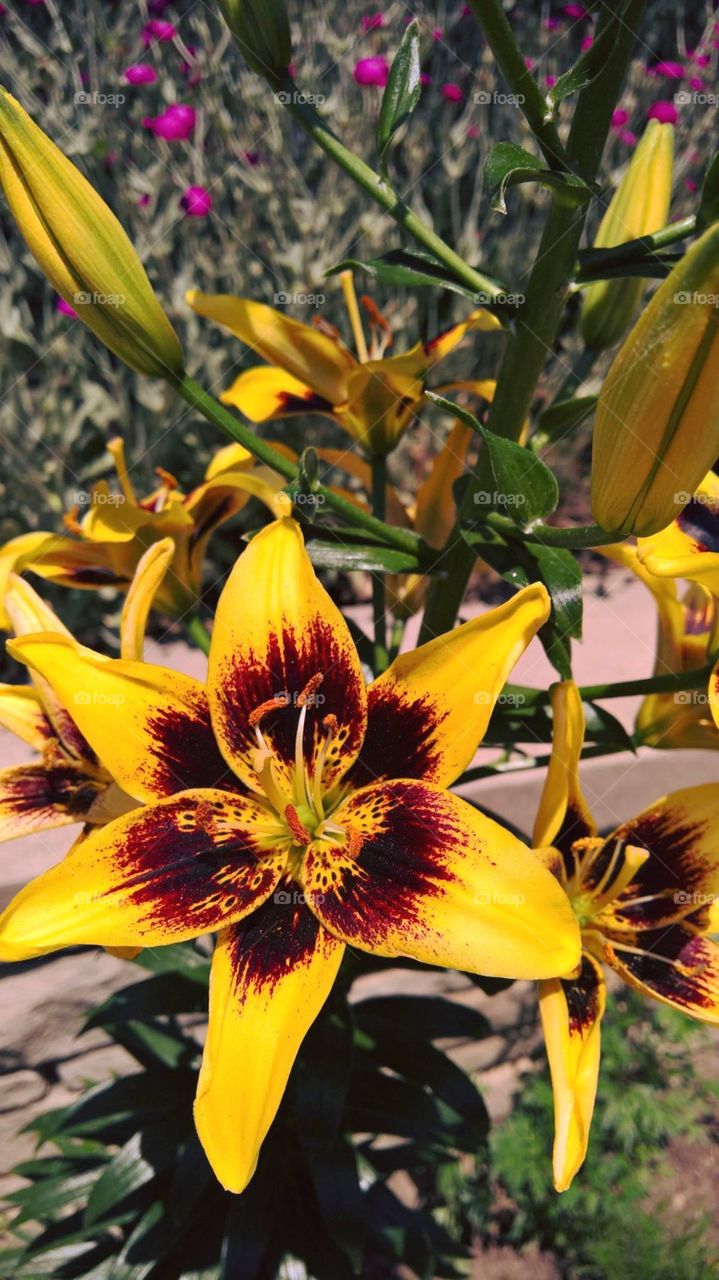 Taken at the Botanical Gardens in Denver, this features a beautiful bright yellow flower at full bloom. 