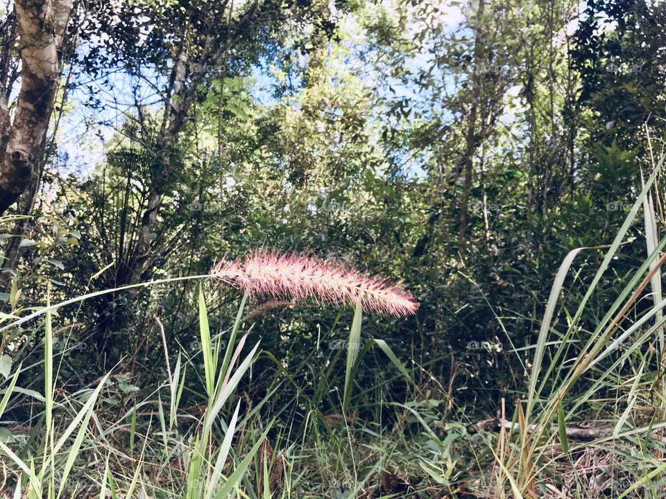 Natureza 