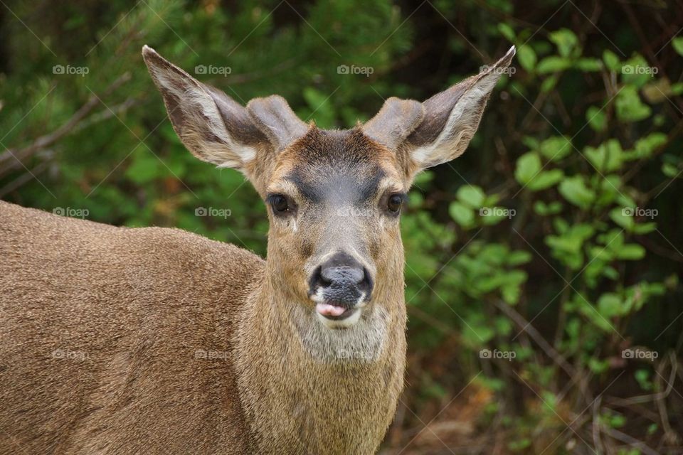 Very rude my deer