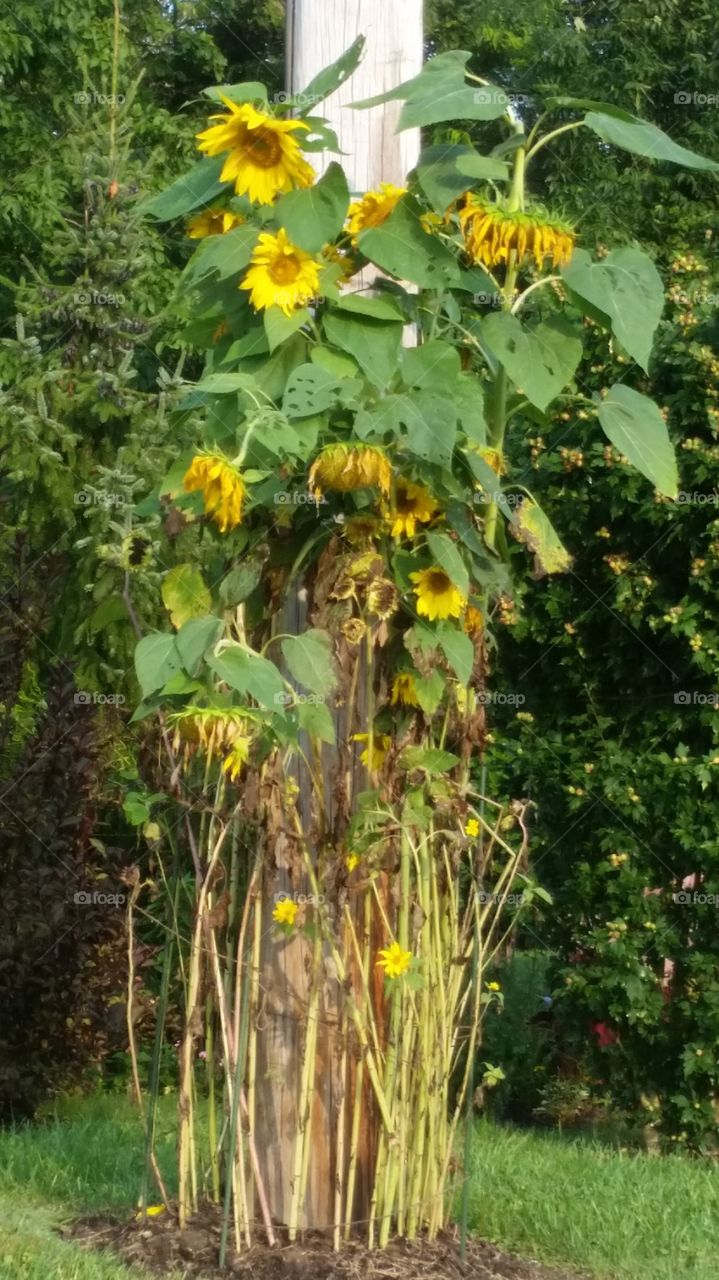 sunflowers