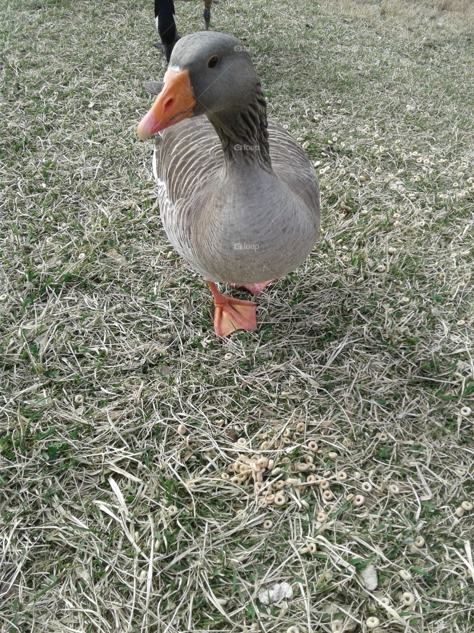 Pretty Goose