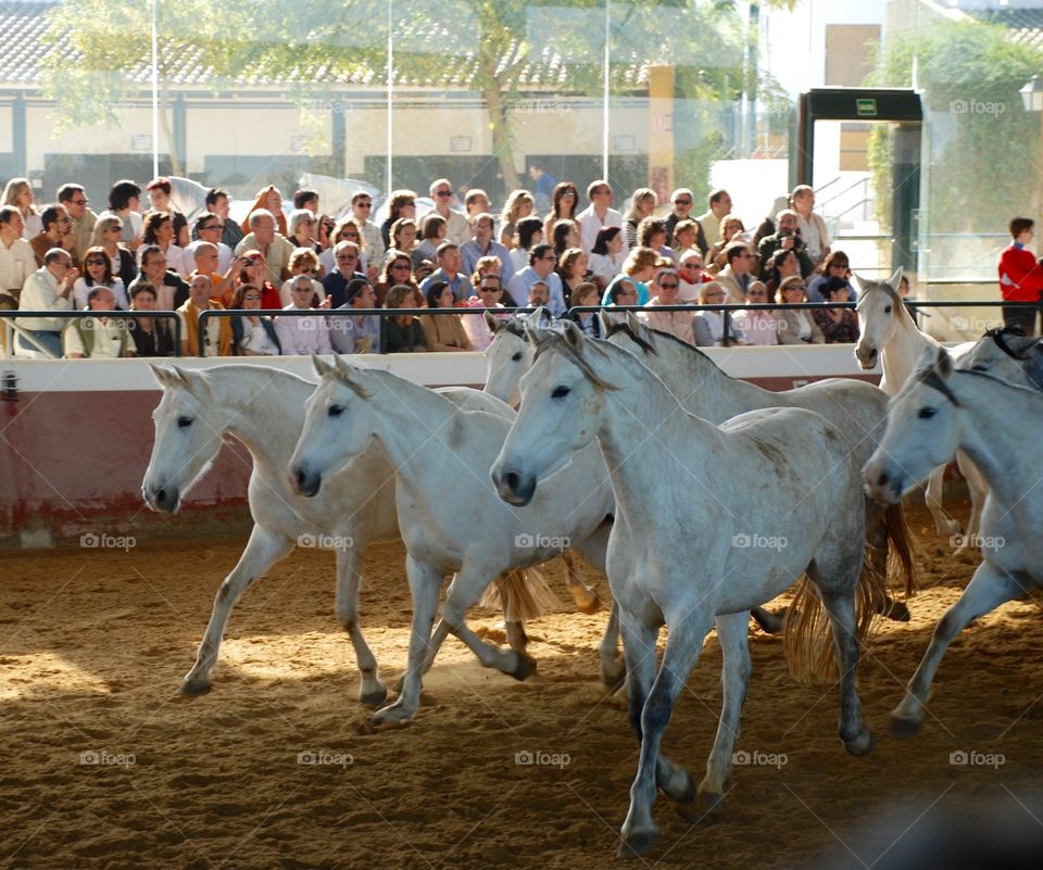 Andalusians in a row. 