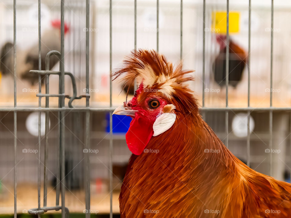 this chicken was a contestant at a recent poultry competition at the Royal Highland Show in Edinburgh
