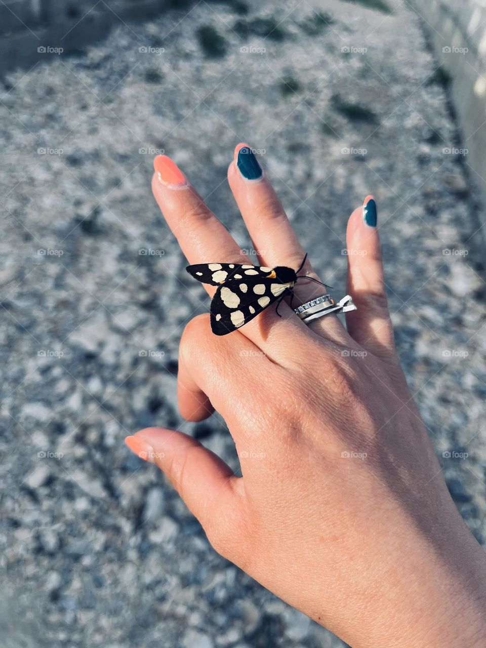 Butterfly colors on a magnificent planet🌎