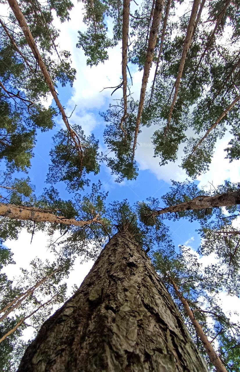 forest love trees and blue sky clouds view beautiful texture background