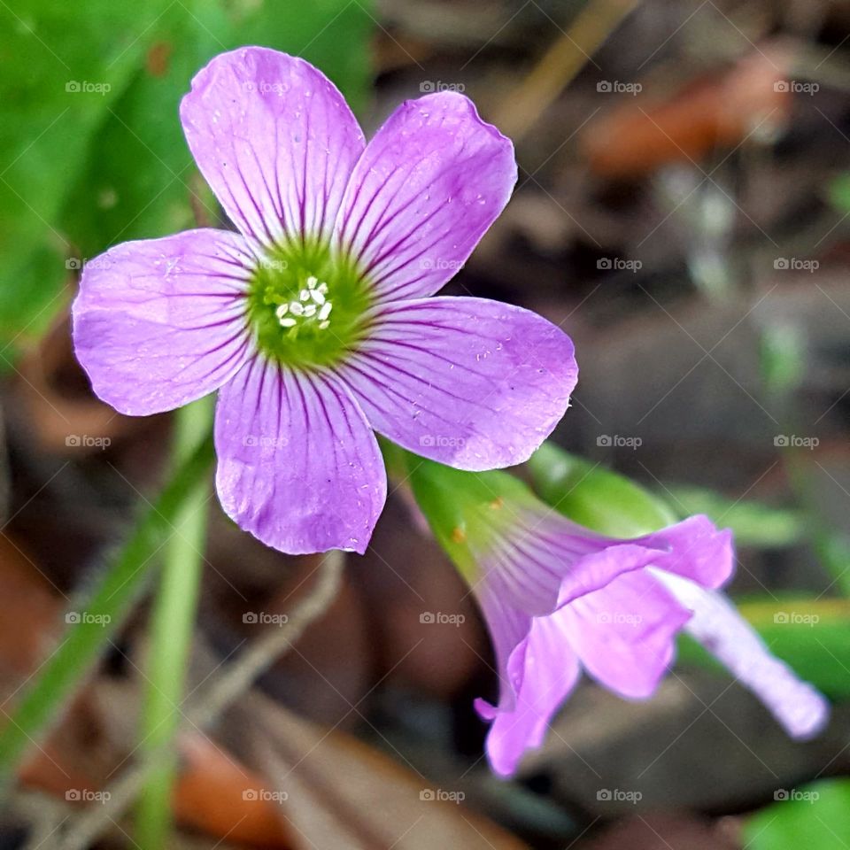 Nature, Flower, Garden, Flora, Blooming