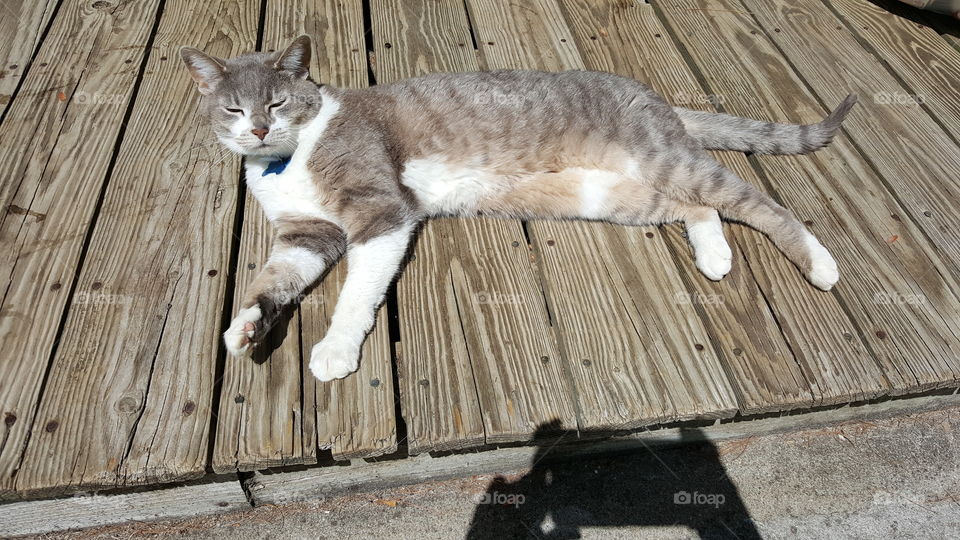 cat sunning on the porch