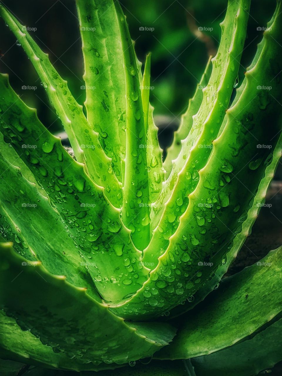 Aloe vera