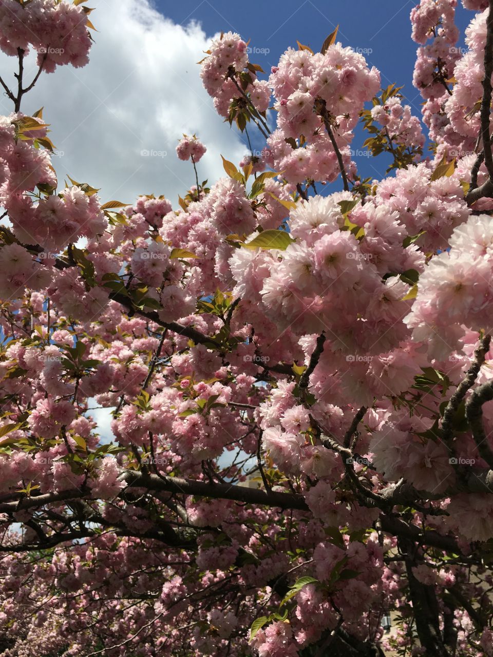 Japanese ornamental cherry