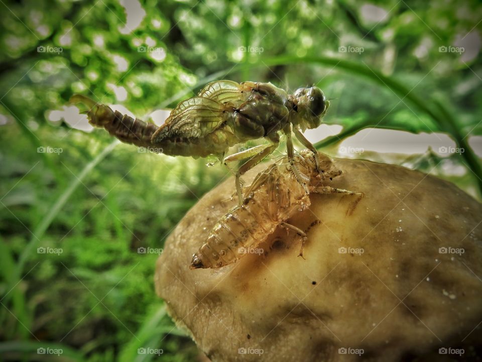 young dragonfly and chrysalis
