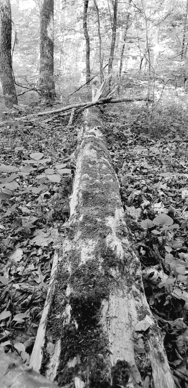 black and white mossy fallen tree