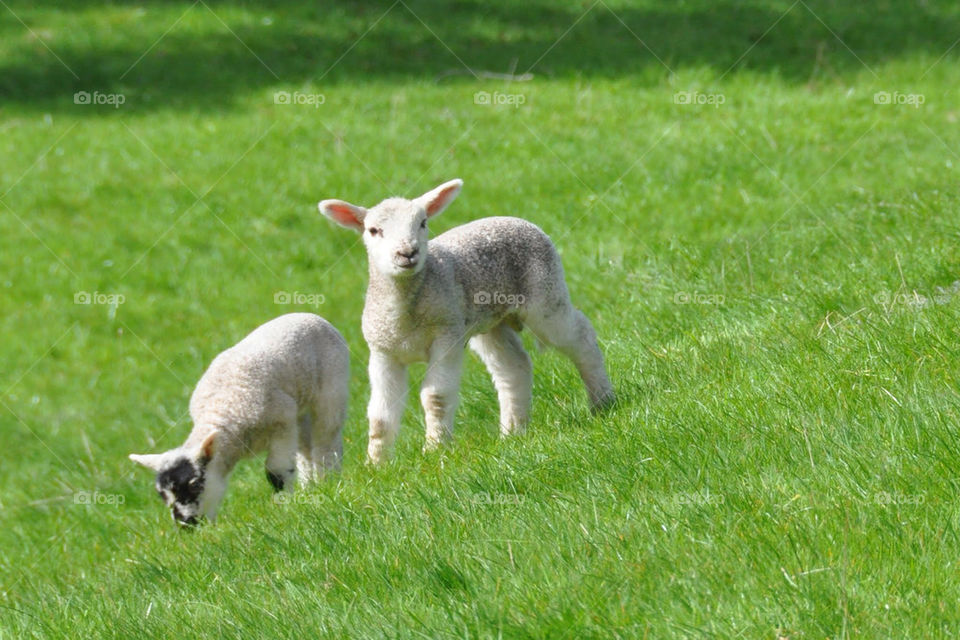 spring grass cute sheep by lisa_c