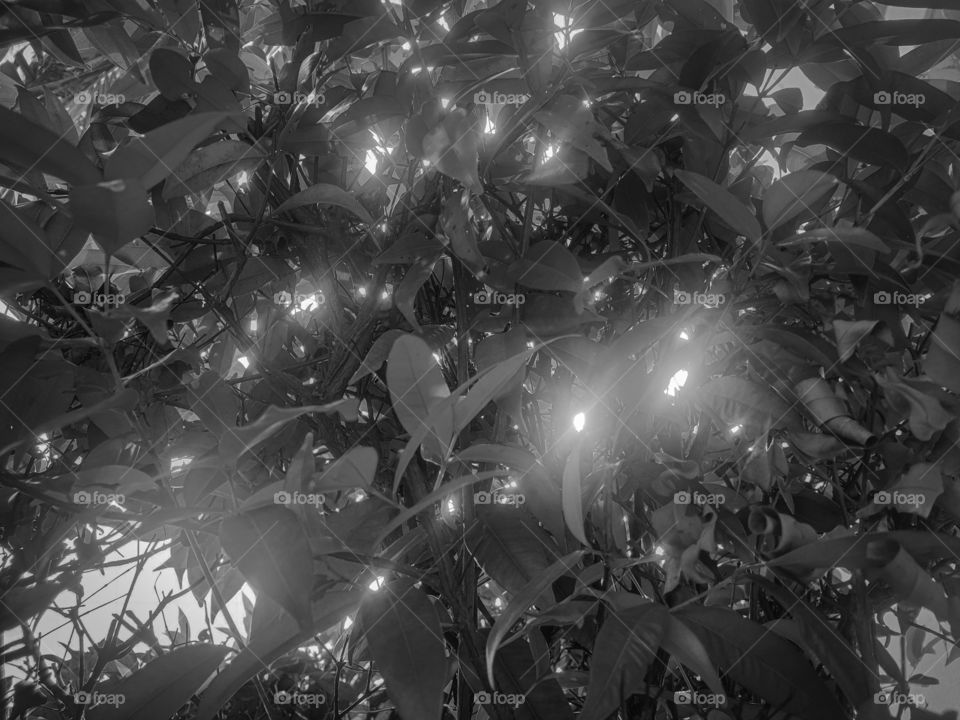 Leaves under the sun