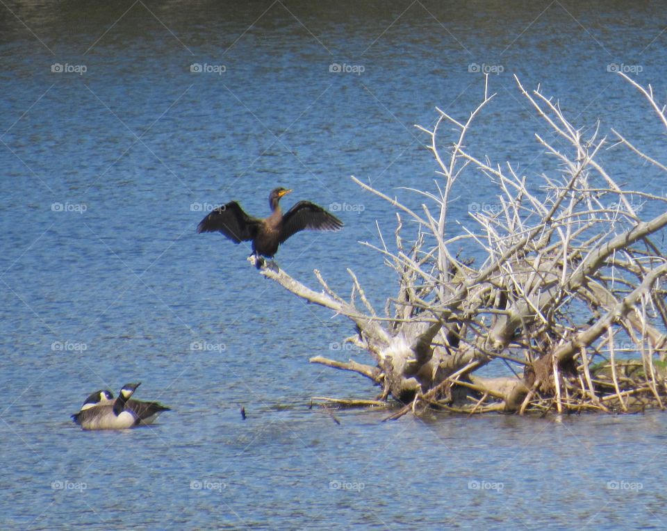 Waterfowl taking in the sun at the lake.