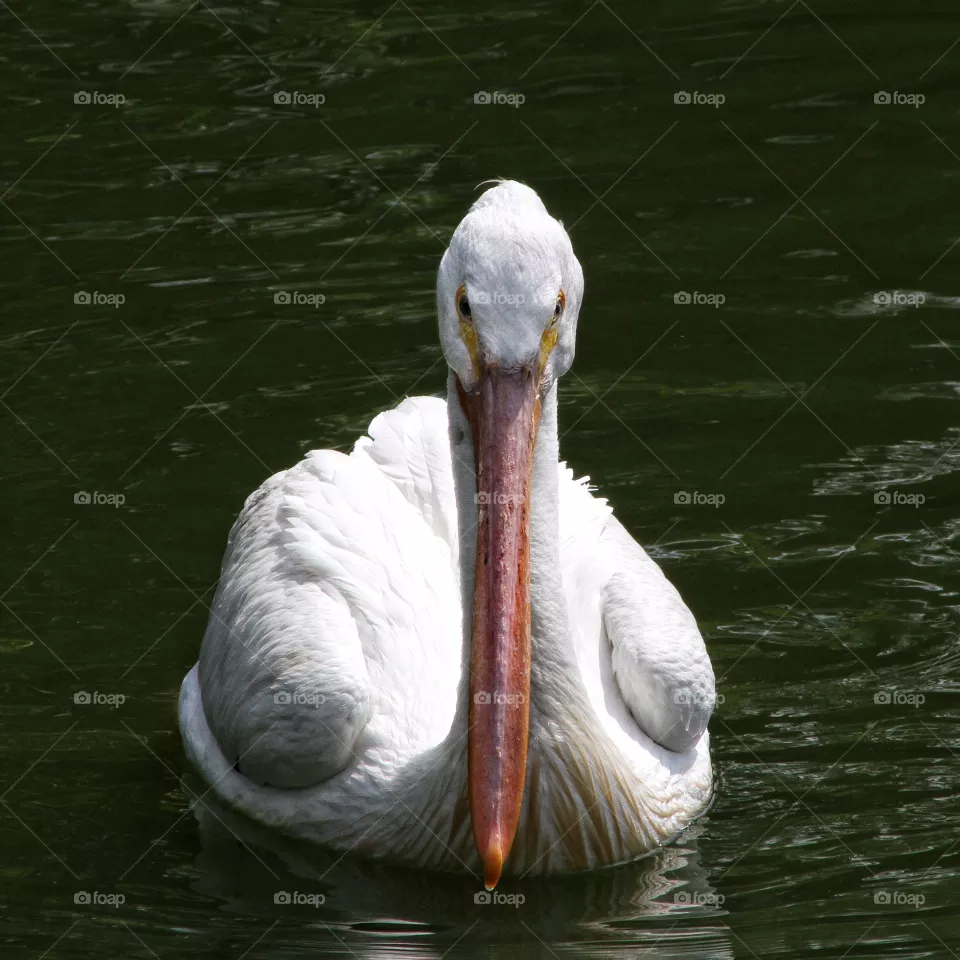 Pelican