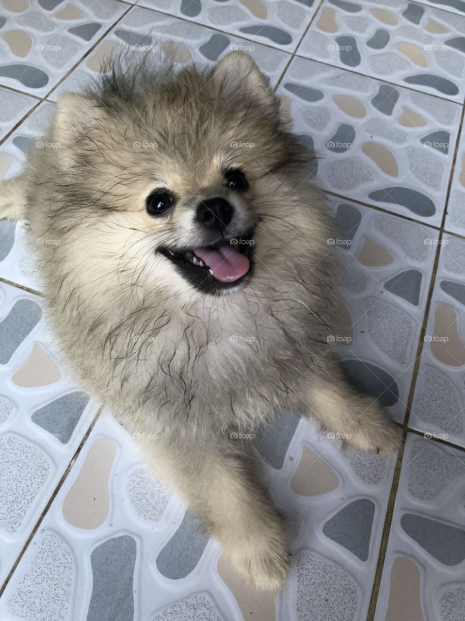 lovely puppy "pomeranian" is happy and enjoy playing with her boss.