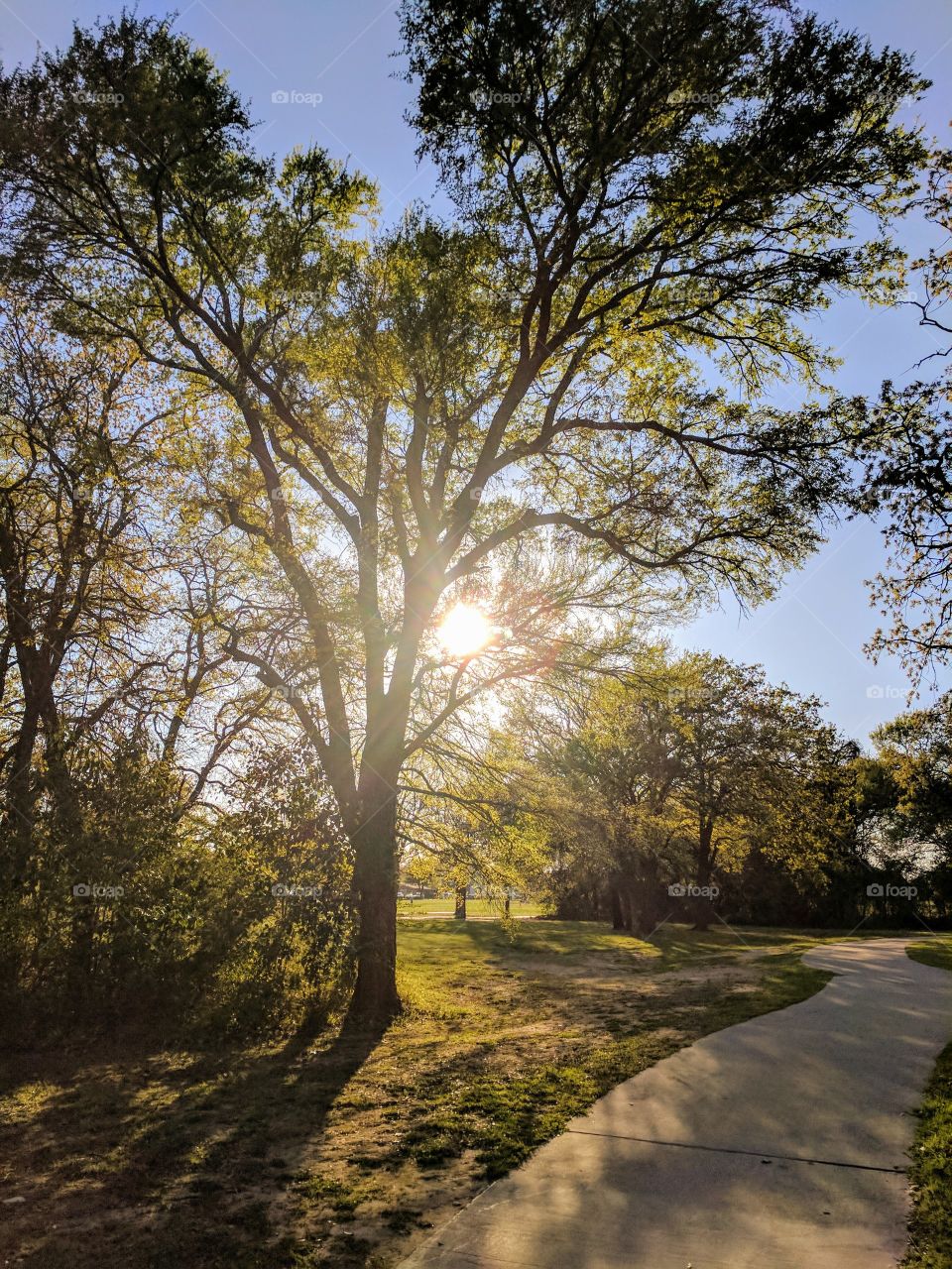 sunlight thought the branches