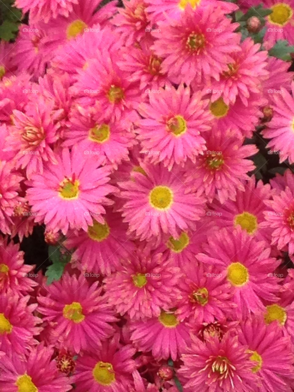 Chrysanthemum cluster