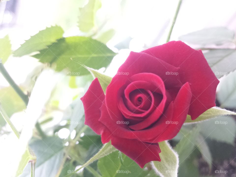 rose in macro