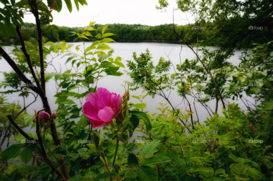 Nature. Pink and Greens