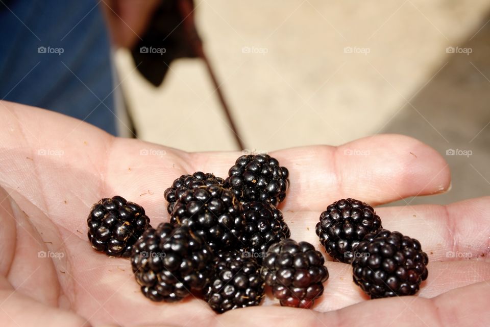 They are fruits of the forest. Walking through the field a friend has taken a few from the tree. I have taken the photograph when my friend was showing it to me.