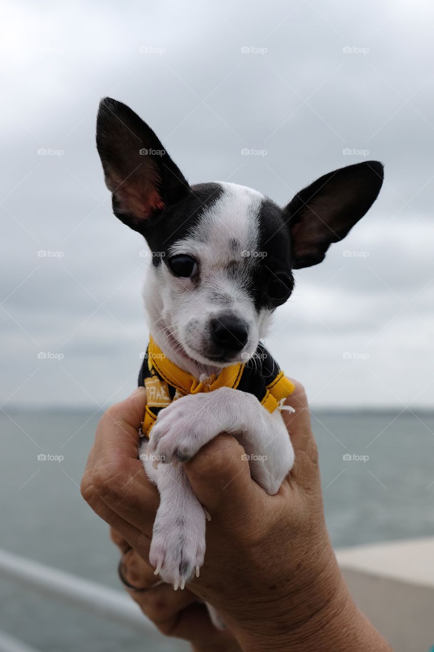 Chihuahua small dog raised on hands with sea background and cloudy sky