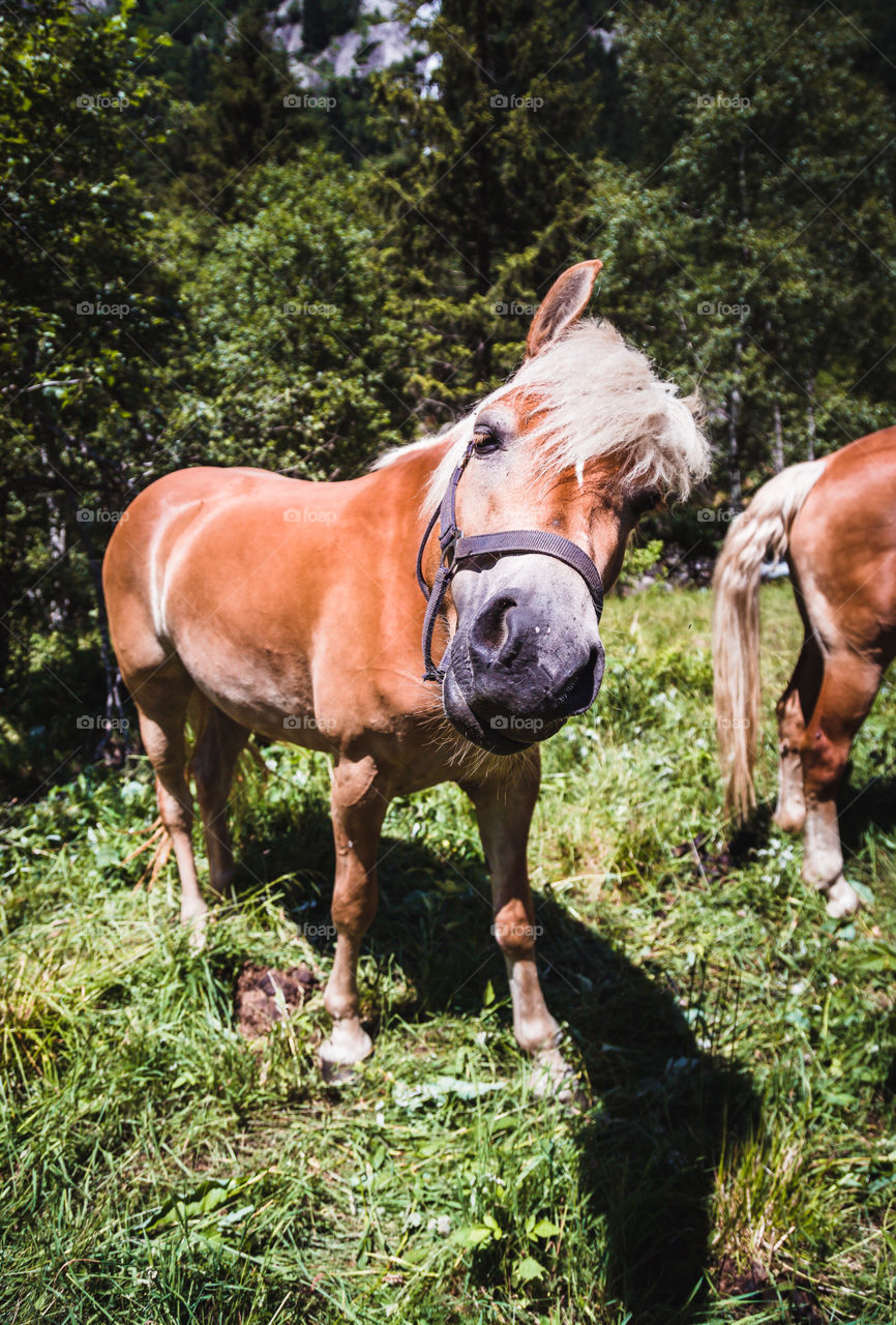 A cute horse posing on a sunny day in the Val di Mello
