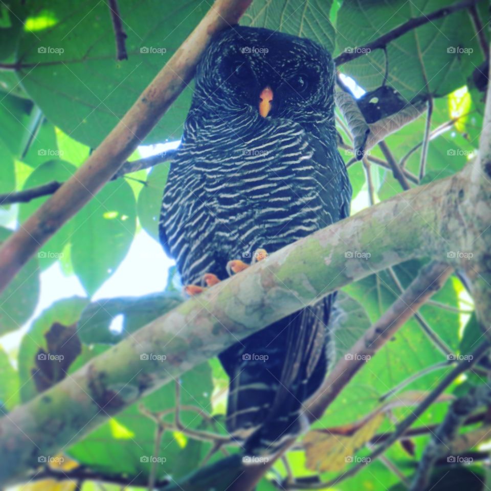 black owl