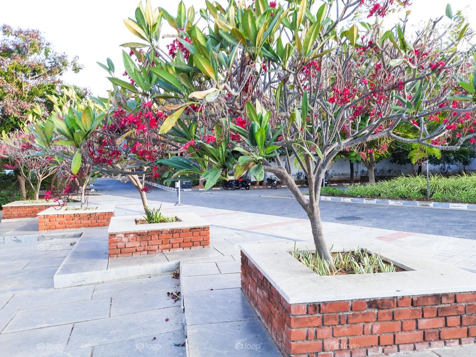 Trees planted in Squares