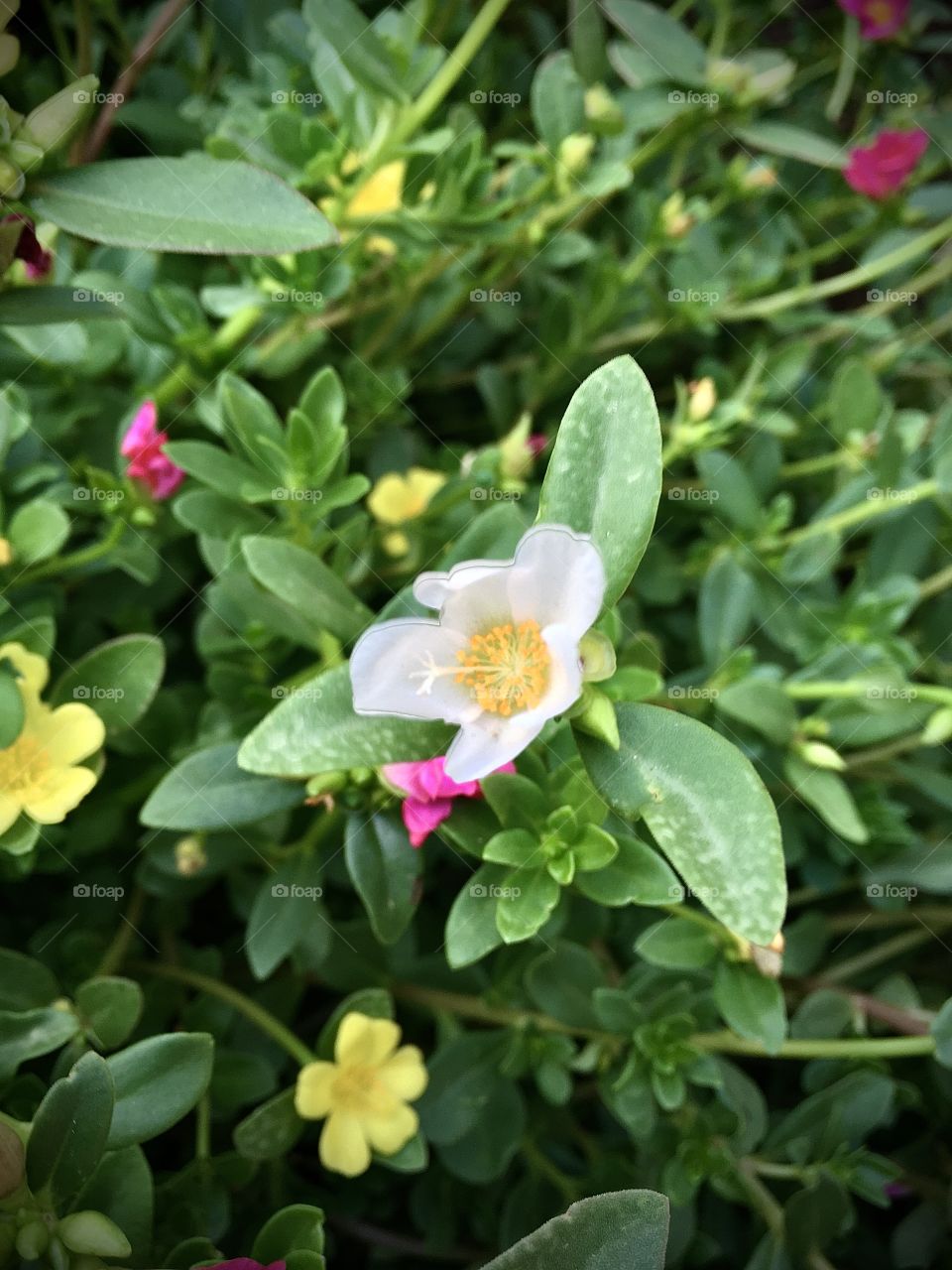 ‪Flores muito bonitas do jardim!‬
‪A delicadeza das plantas sempre se mostram presentes.