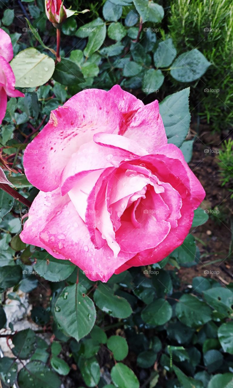 The spring is coming with roses