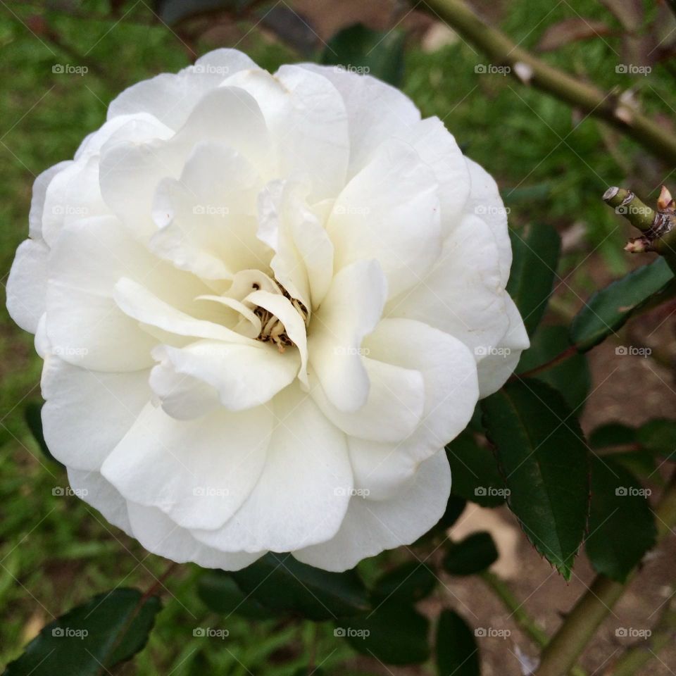 🌹 🇺🇸 Very beautiful flowers to brighten our day.  Live nature and its beauty. Did you like the delicate petals? / 🇧🇷 Flores muito bonitas para alegrar nosso dia. Viva a natureza e sua beleza. Gostaram das pétalas delicadas? 