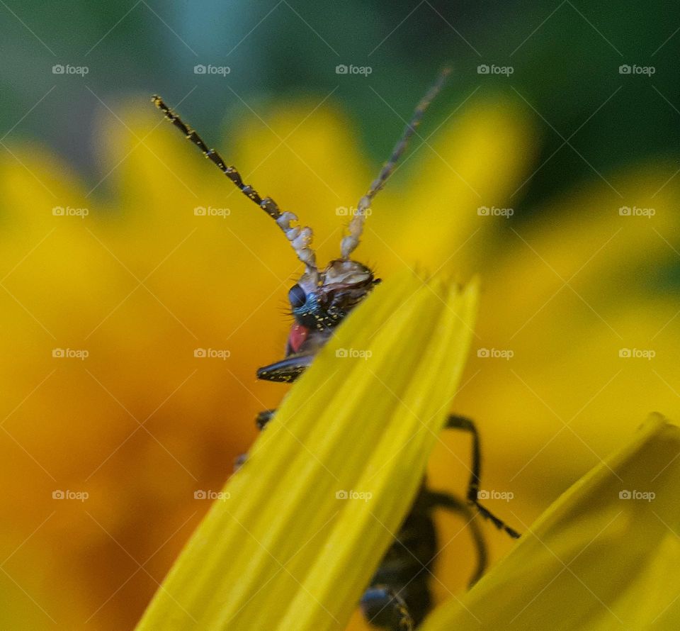 A gray beetle peeks out from a dandelion petal