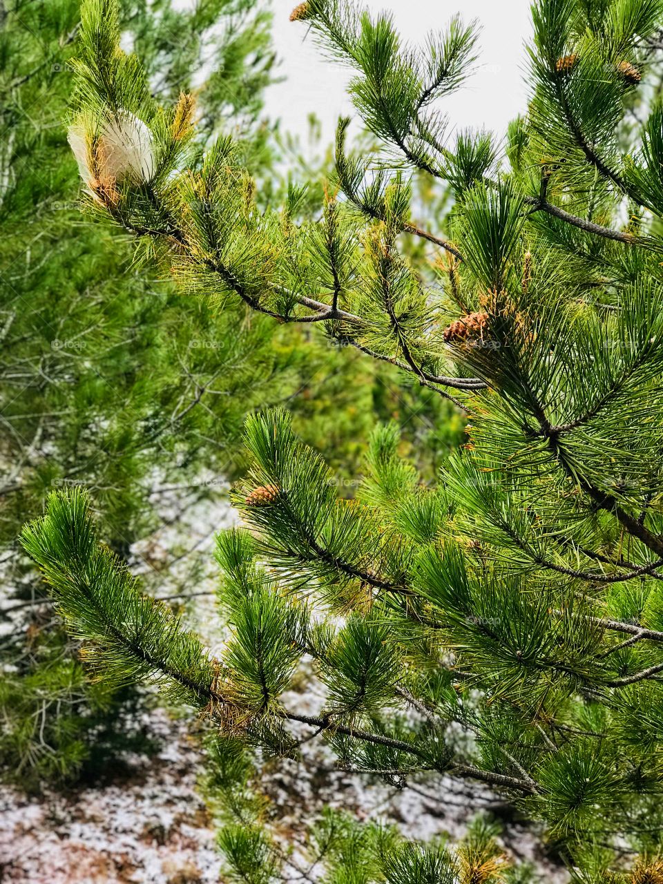 winter and pine trees