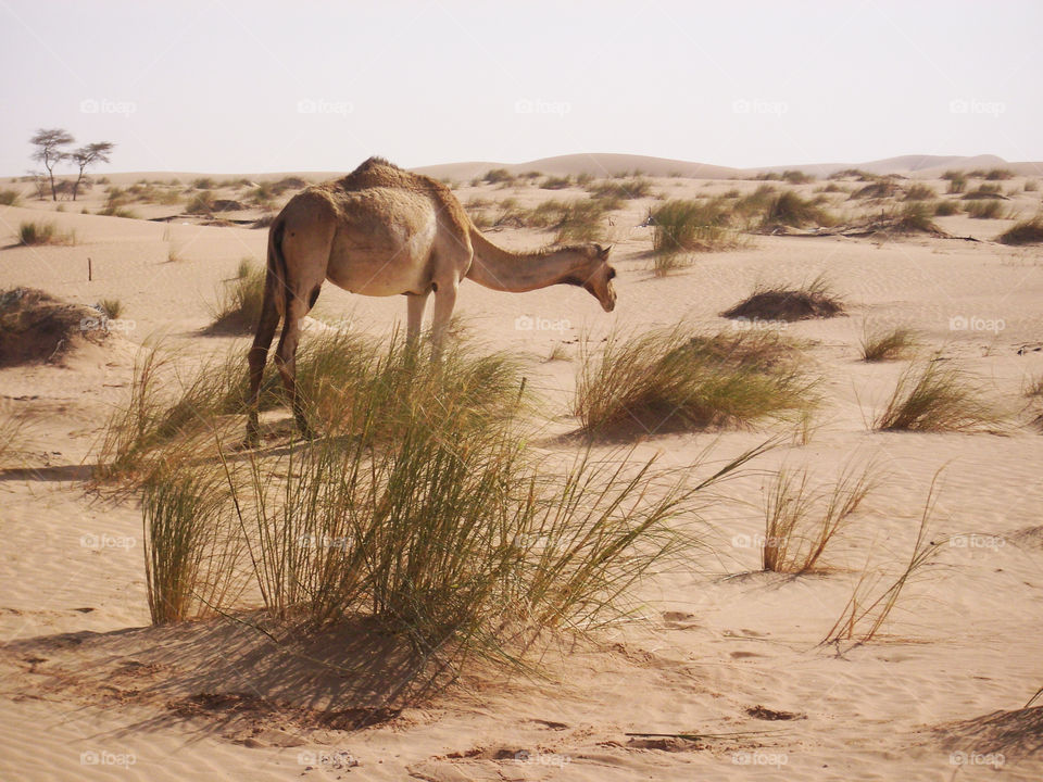 beige beauty. camel in Sahara desert