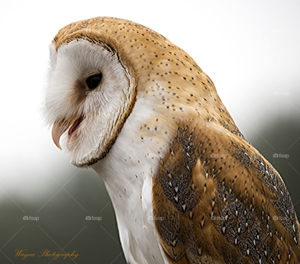 barn owl