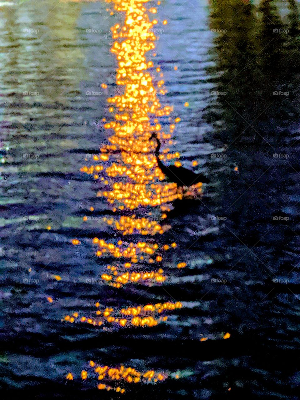 Nightfall Bird in the Water