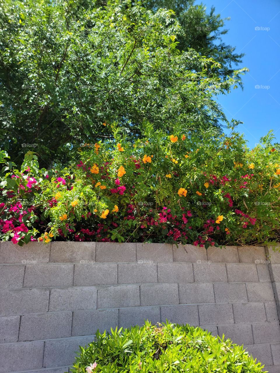 Popping out from behind a wall, as if it was wanting to show off the multiple colors of flowers.