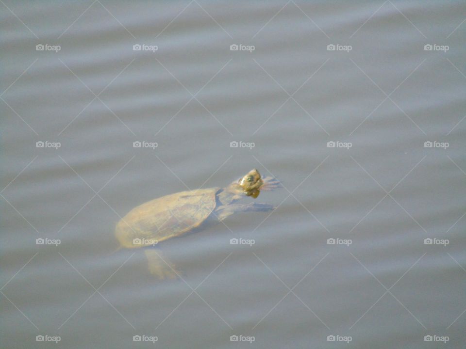 Freshwater turtle observing me