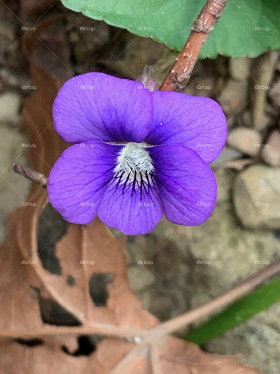 Violet blossom in the spring