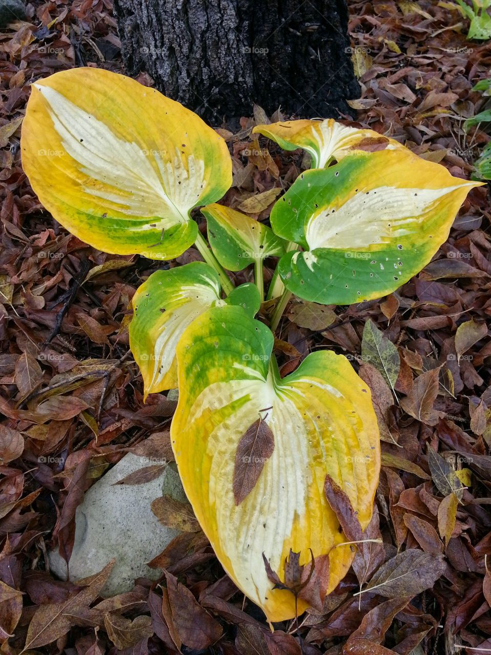 hosta. fall season