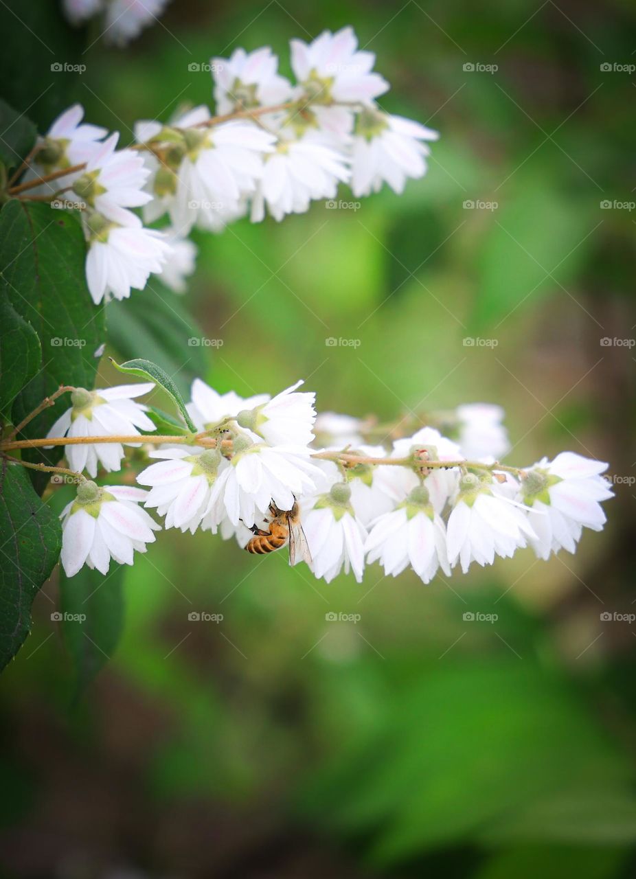 花与蜜蜂