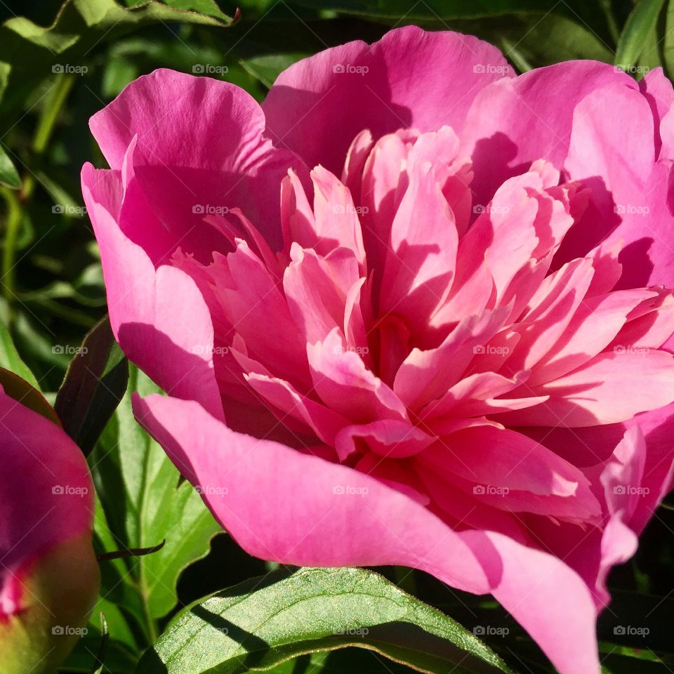 Peony