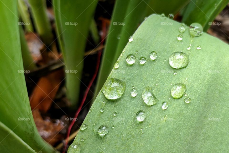 water drops on leaves