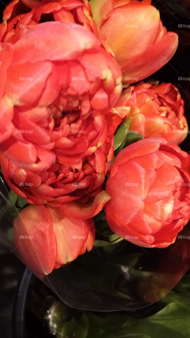 Blumen Deutschland