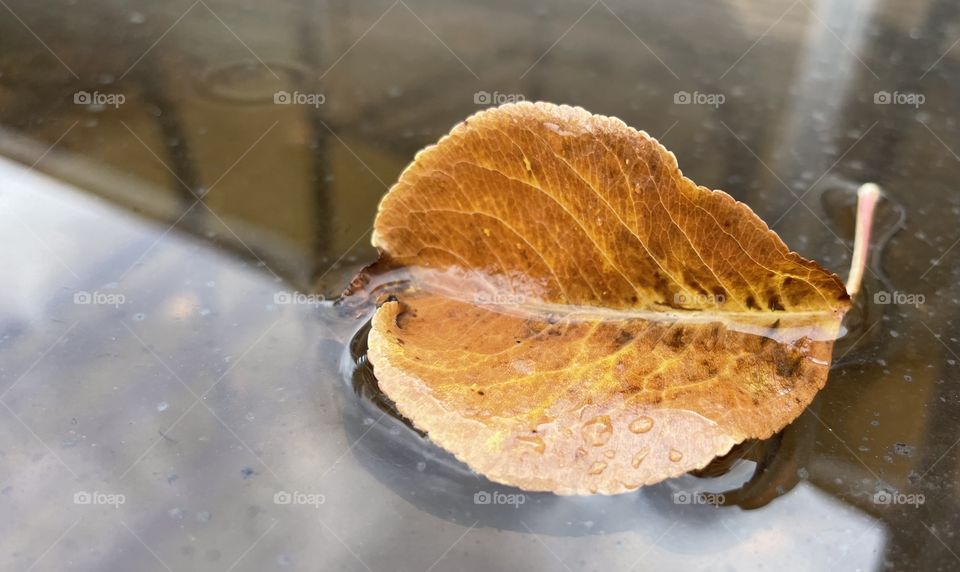 Leaf in a puddle