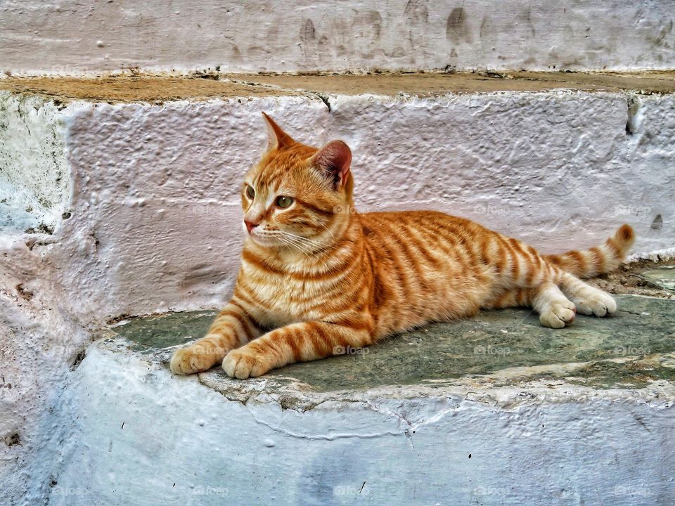Greek cat Folegandros 