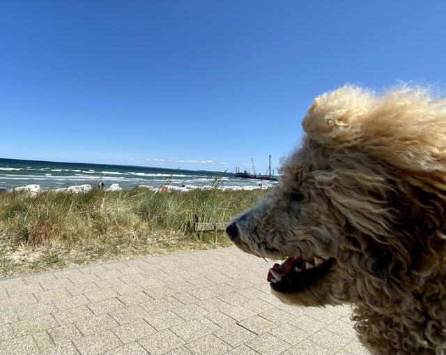 Pudel im Ostseewind, Stranhafer und Brandung bei blauem Sommerhimmel