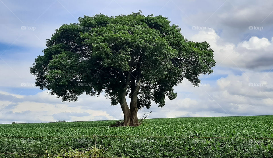 Lonely tree in the soy plantation.